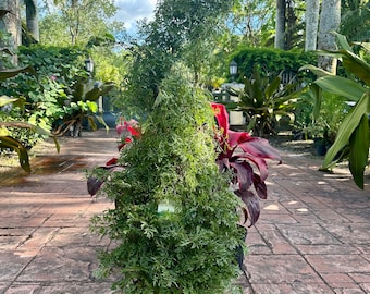 Ming Aralia, 10” pot 48” plus tall. We will trim to fit in 48” box to keep shipping  reasonable