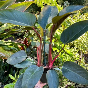 Philodendron Red Congo, 6” pot Large