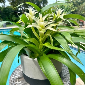 Guzmania bromeliad planting, 3 per pot. 8 pot All white colors image 1