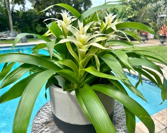 Guzmania bromeliad planting, 3 per pot. 8” pot All white colors