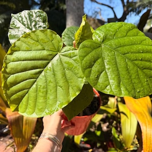 May include: A close-up of a potted plant with large, vibrant green leaves. The leaves have prominent veins and water droplets. The plant is in a small, orange pot, set against a backdrop of other plants and sunlight.