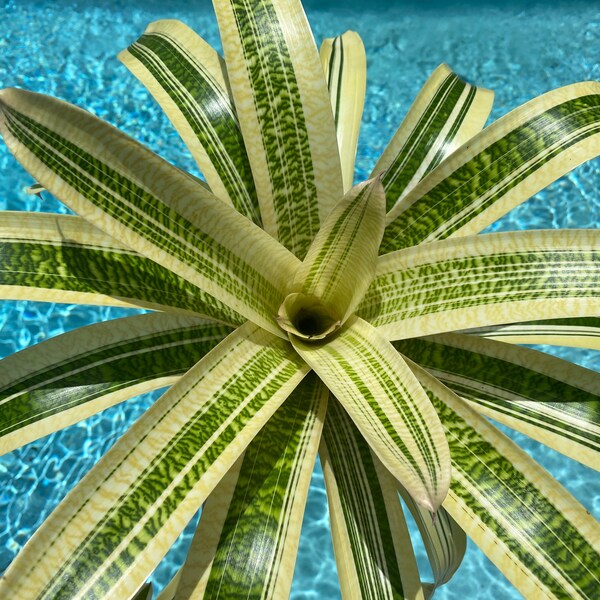 Rare Variegated Vriesea ‘Milky Way’  bromeliad, 6” pot