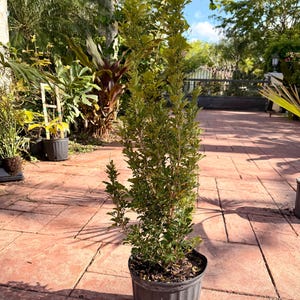 May include: A potted evergreen shrub with dense, green foliage. The plant is in a black plastic pot and stands tall against a backdrop of lush greenery and a sunny sky. The plant is approximately 4 feet tall.
