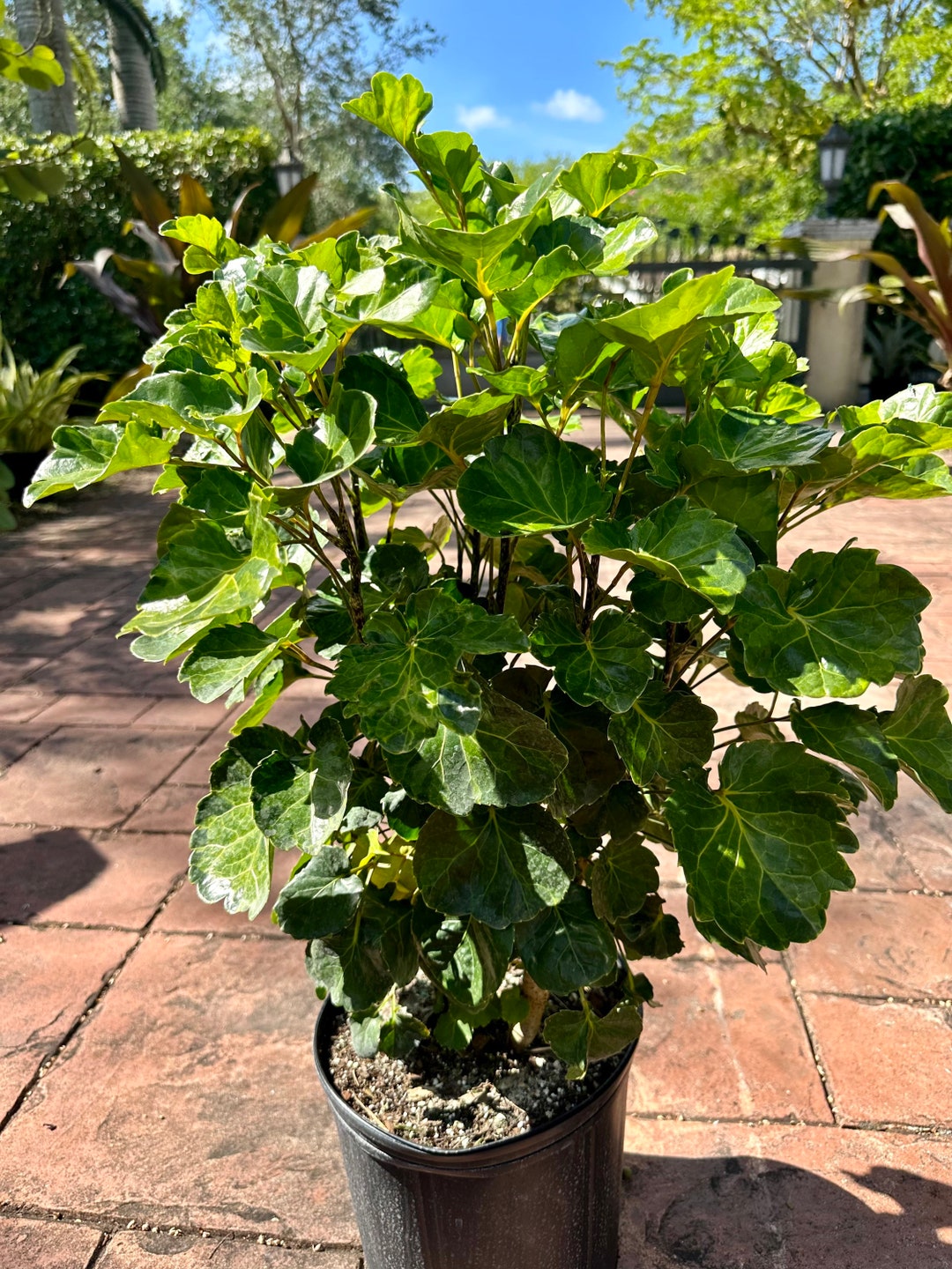 Balfour Lemon Lime Aralia 8 Pot Etsy