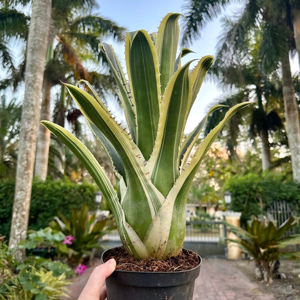 Hohenbergia ‘Edmundoi’ Albo/Karla bromeliad, 6” pot