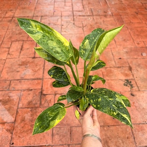 May include: A potted plant with large, variegated leaves in shades of green and yellow. The plant is held by a person's hand, with a silver bracelet visible. The leaves have a speckled pattern, and the plant is set against a brick-paved surface.