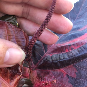 Copper plant, Copperleaf, Acalypha wilkesiana, 10 pot/3 G Red. Jacobs Coat image 4