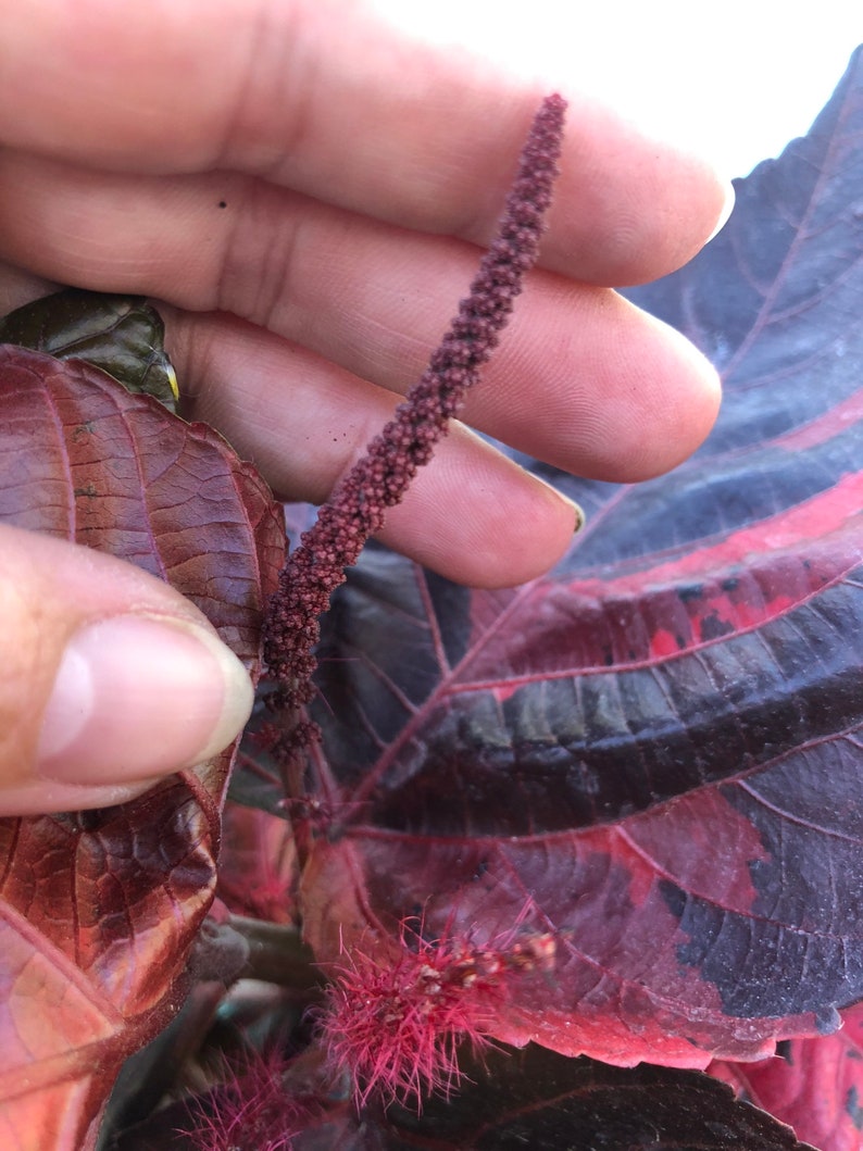 Copper plant, Copperleaf, Acalypha wilkesiana, 10 pot/3 G Red. Jacobs Coat image 4