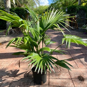 Chinese Fan Palm, multi trunk, 10” pot