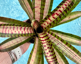 Neoregelia ‘Palmares’ bromeliad, 4” pot Chester Skotak hybrid.
