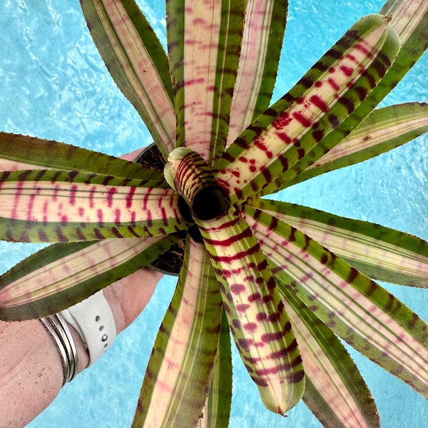 Neoregelia ‘Palmares’ bromeliad, 4” pot Chester Skotak hybrid.