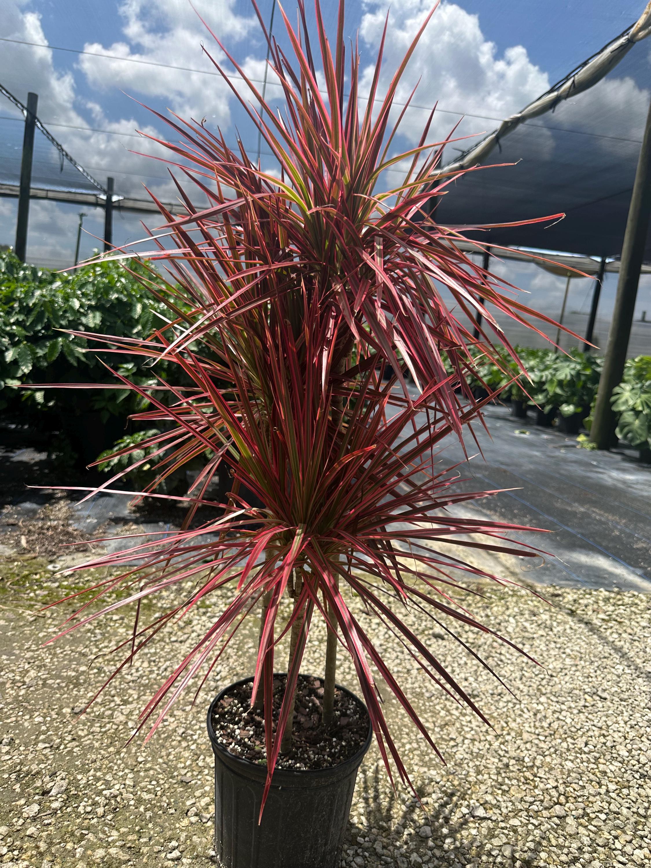 dracaena deremensis dorado Dracaena 'Dorado' – The Plant Lady SF
