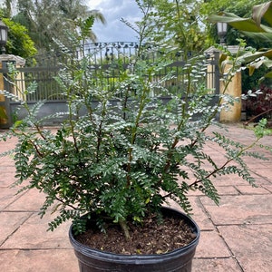 May include: A small, leafy green plant in a black plastic pot. The plant has many small, dark green leaves and thin, reddish-brown stems. The pot is filled with dark brown soil. The background shows a cloudy sky, a wrought iron gate, and palm trees.