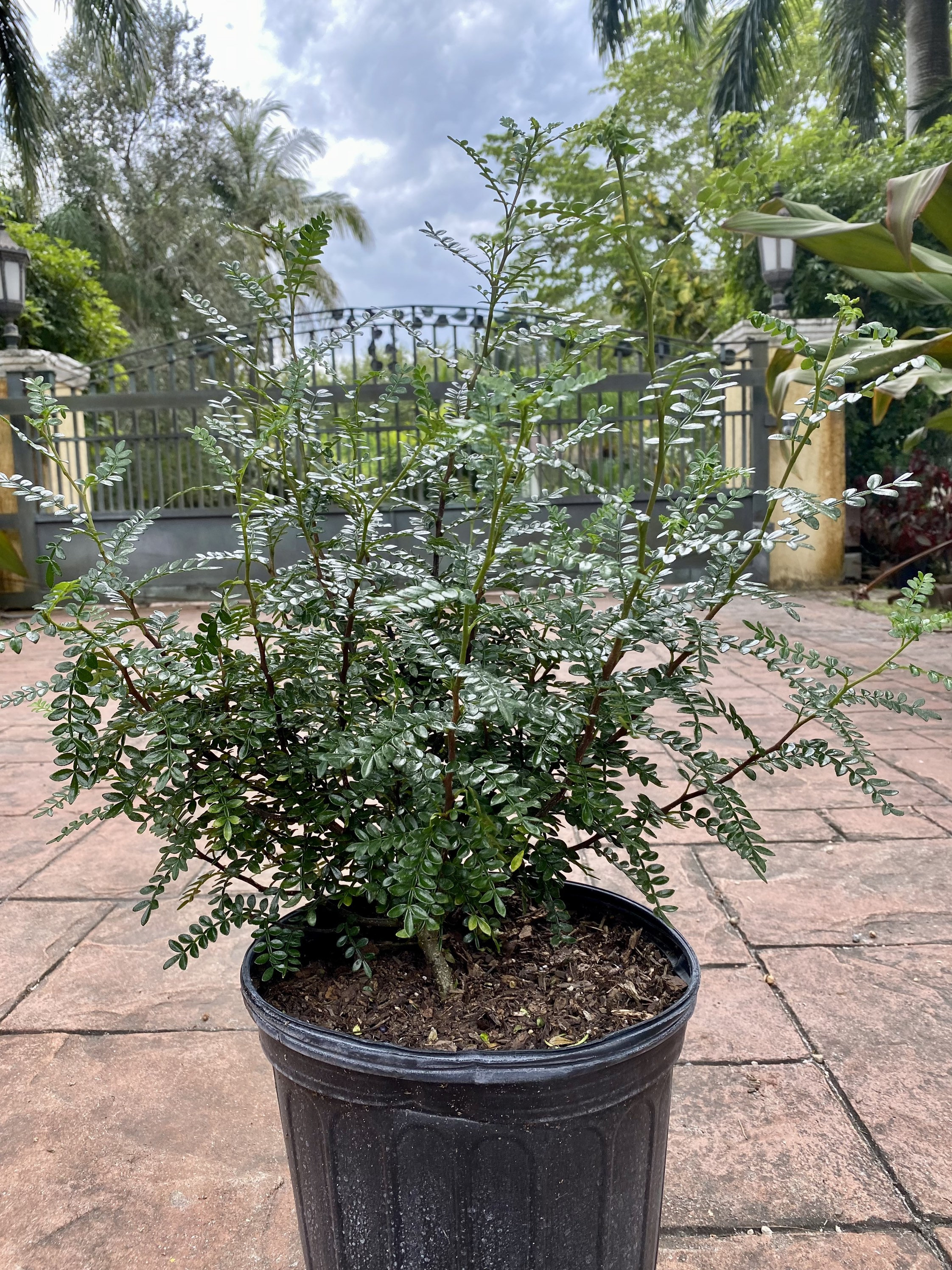 Chinese Pepper, Zanthoxylum Beecheyanum, Bonsai,szechuan Pepper, Japanese  Pepper, 10 Pot NEW Crop - Etsy
