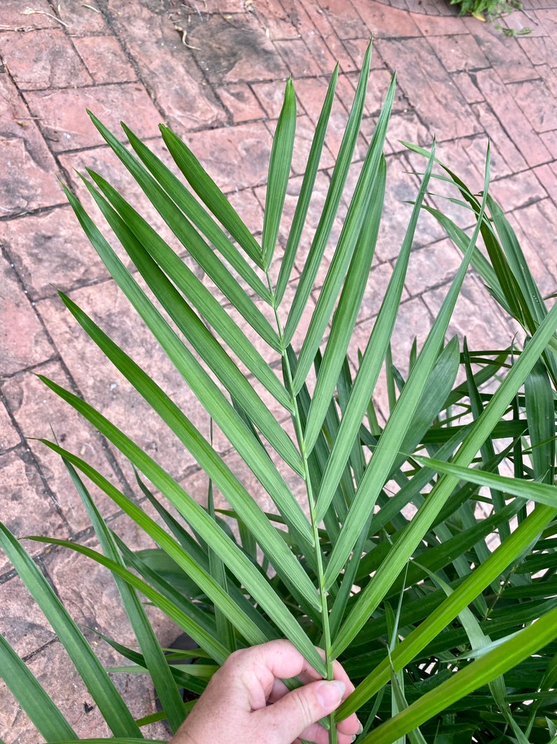 Bamboo palm, 10 pot. Chamaedorea seifrizii 60 box image 4
