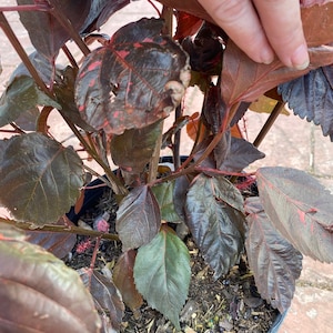 Copper plant, Copperleaf, Acalypha wilkesiana, 10 pot/3 G Red. Jacobs Coat image 7