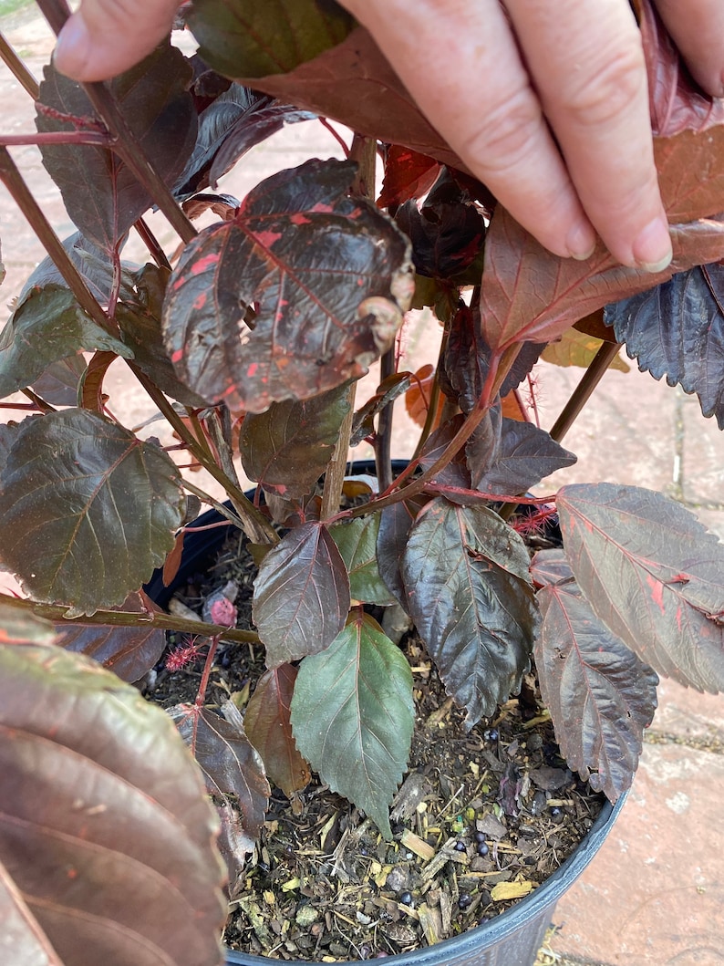 Copper plant, Copperleaf, Acalypha wilkesiana, 10 pot/3 G Red. Jacobs Coat image 7