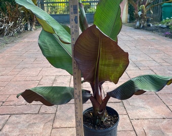 Ensete Maurelii - red Abyssinian Banana plant, 10” pot. 3 ft tall Fast grower