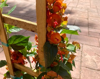 Chinese hat plant, 10” pot - vine/climber. Zone 10B on trellis