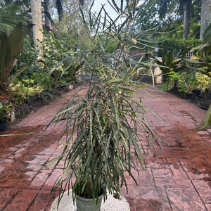 False Aralia, 6“ pot - Aralia elegantissima Tall