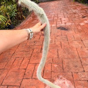 May include: A long, light green cactus with a fuzzy texture, held in a hand. The cactus has a curved shape and a light-colored tip. The background shows a red brick patio and greenery.