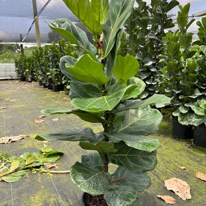 Ficus lyrata, Fiddle Leaf fig, 10” pot. Column 40-46” tall