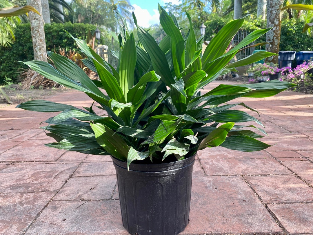 Dracaena Green Jewel, 10 Pot. 3 Ppp - Etsy