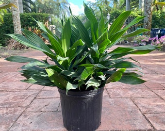 Dracaena Green Jewel, 10” pot. 3 ppp
