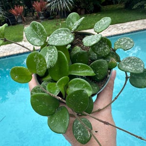 May include: A potted Hoya plant with round, green leaves speckled with white. The plant is held in front of a blue pool, with other plants and greenery in the background. The Hoya plant has long, thin stems.