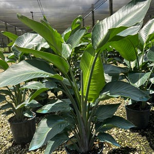 White Bird of Paradise, 10&quot; pot (3 G), 4 plants in one pot. About 40” tall