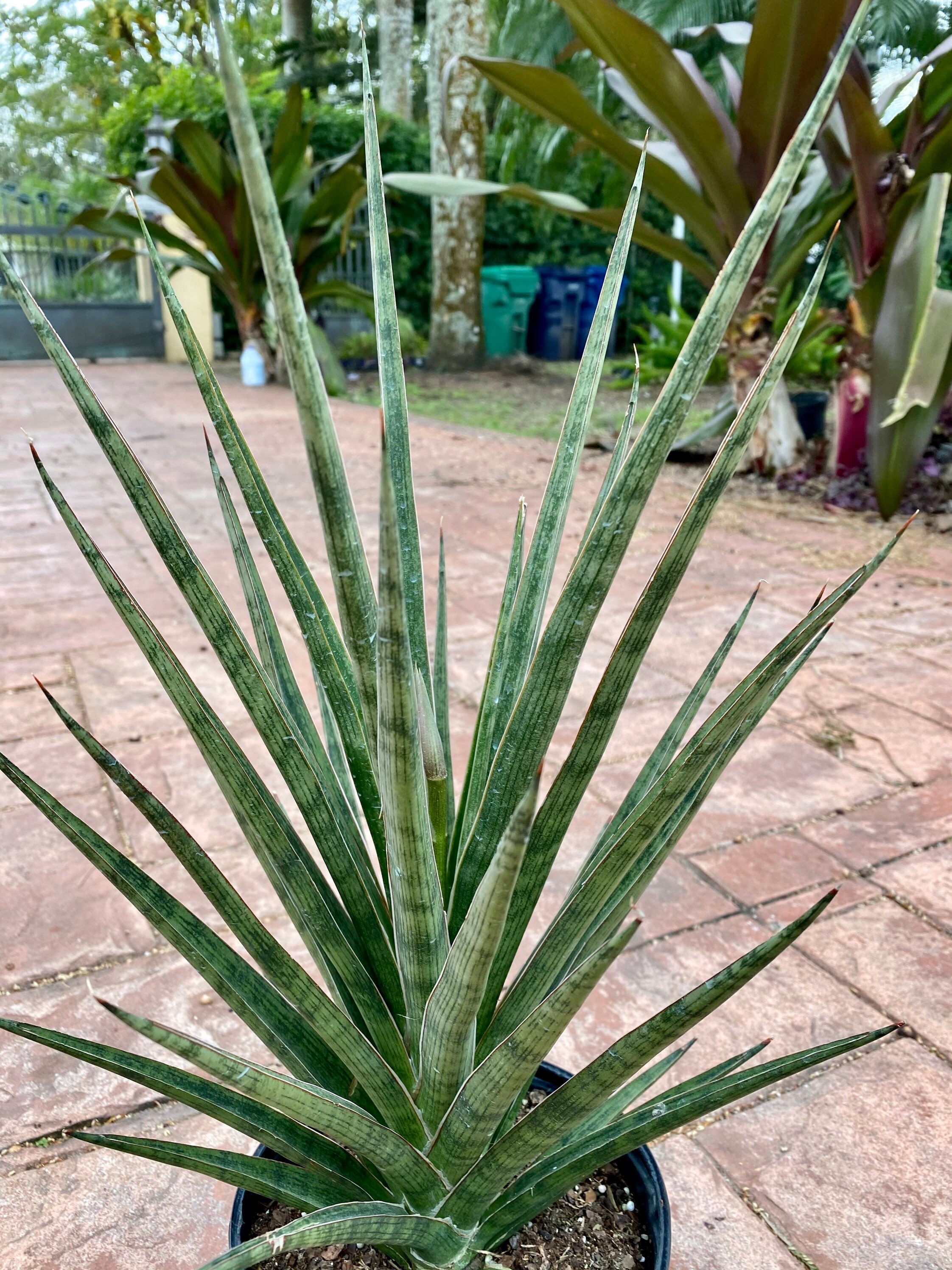 Sansevieria 'spiky, Francisii Hybrid. 8" Pot - Etsy
