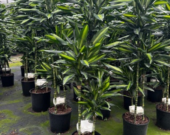 Dracaena Hawaiian Sunshine Cane, 10" Pot, Air Purifier Plant - Etsy