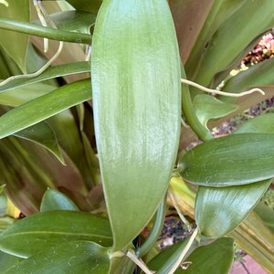 May include: A vibrant green vanilla orchid plant featuring thick, smooth, elongated leaves and slender, light-colored aerial roots extending from the main stem. The foliage displays a glossy texture with prominent vertical veins throughout the surface.