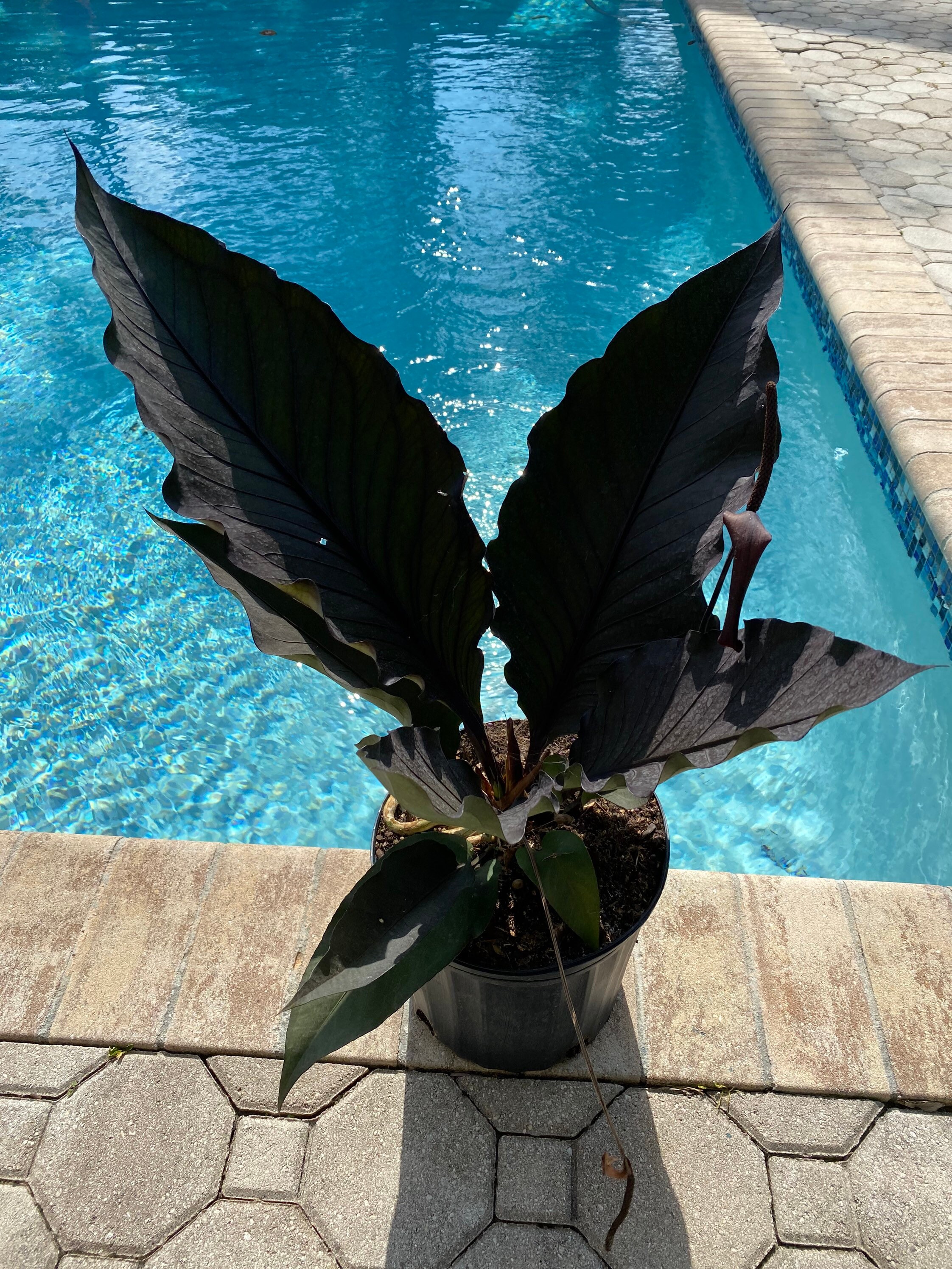 Anthurium Black Dragon 10 Pot. May Have a Tear or a Whole in Etsy