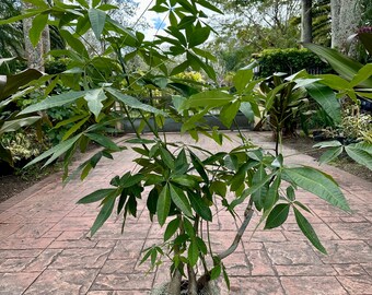 Money tree - Pachira. 10" pot, Thick stems. Character tree. Tall - will need 60” box