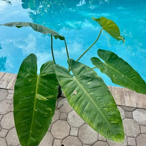Philodendron Jose Buono, 8/10” pot. Actual plant
