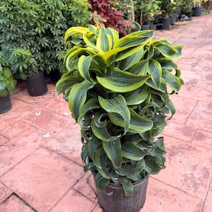 May include: A potted Dracaena plant with vibrant green and yellow striped leaves. The plant is in a dark gray plastic pot, set against a background of other plants and a red brick patio.
