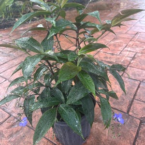 Weeping Blue Ginger, 10” pot/3 G Rare