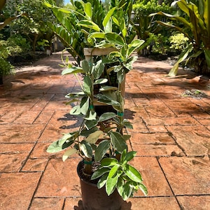 Stephanotis floribunda ‘Variegata’, Madagascar Jasmine, 10” pot. Trellis. Full trellis