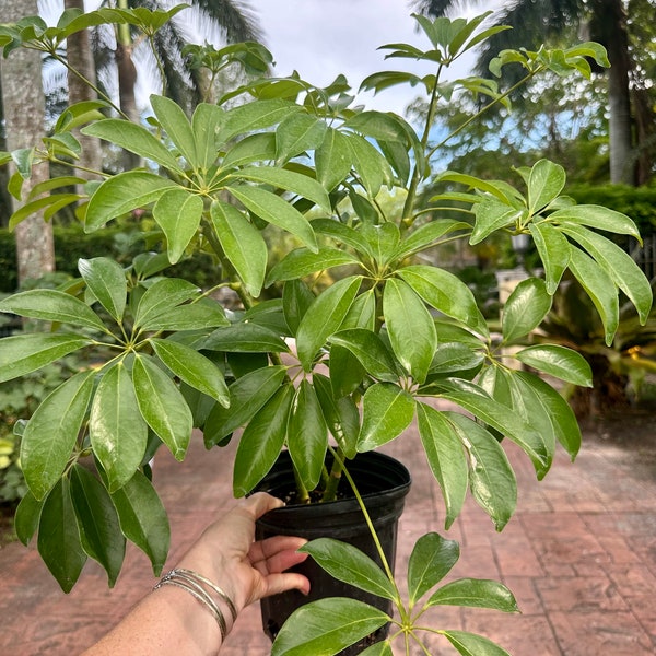 Umbrella Tree-Arboricola, 6" Pot 3 stems per pot