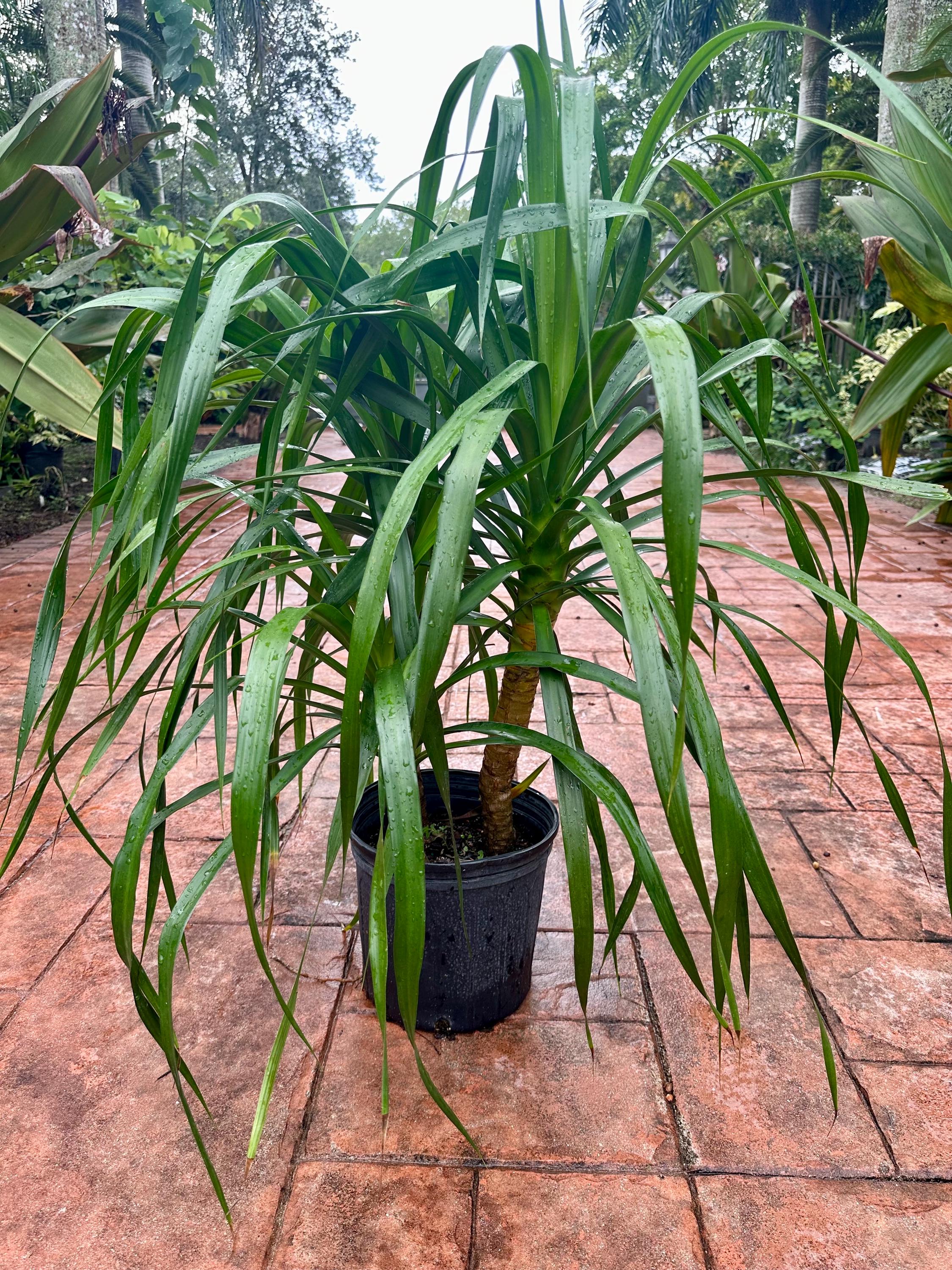 Dracaena Arborea, 3 Ppp, 10 Pot. Large - Etsy
