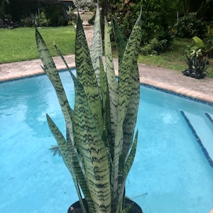 Sansevieria Zeylanica, 6&quot; pot