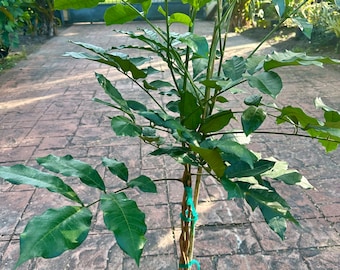 Natal Mahogany braid, Trichilia emetica, 10” pot 4 ft tall