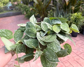 Scindapsus Silvery Ann, 6” pot