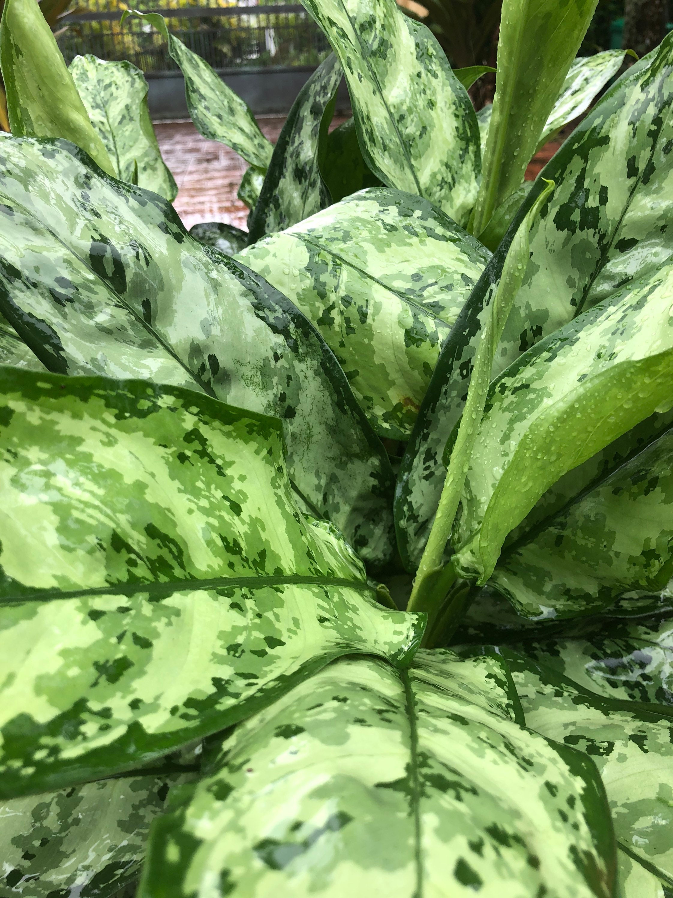 Aglaonema Indo Princess 10 Pot | Etsy