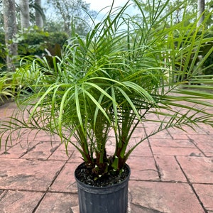 Roebelenii palm, multi trunk, 10 pot Ask me for Ground Ship if high ship price at checkout image 3