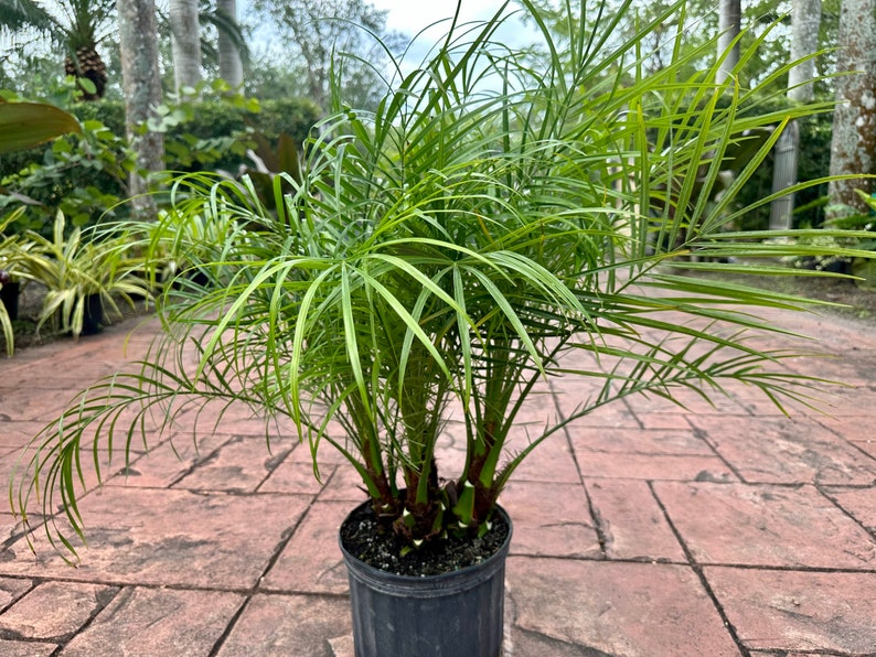 Roebelenii palm, multi trunk, 10 pot Ask me for Ground Ship if high ship price at checkout image 3