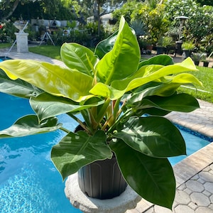 Philodendron Moonlight, 10” pot