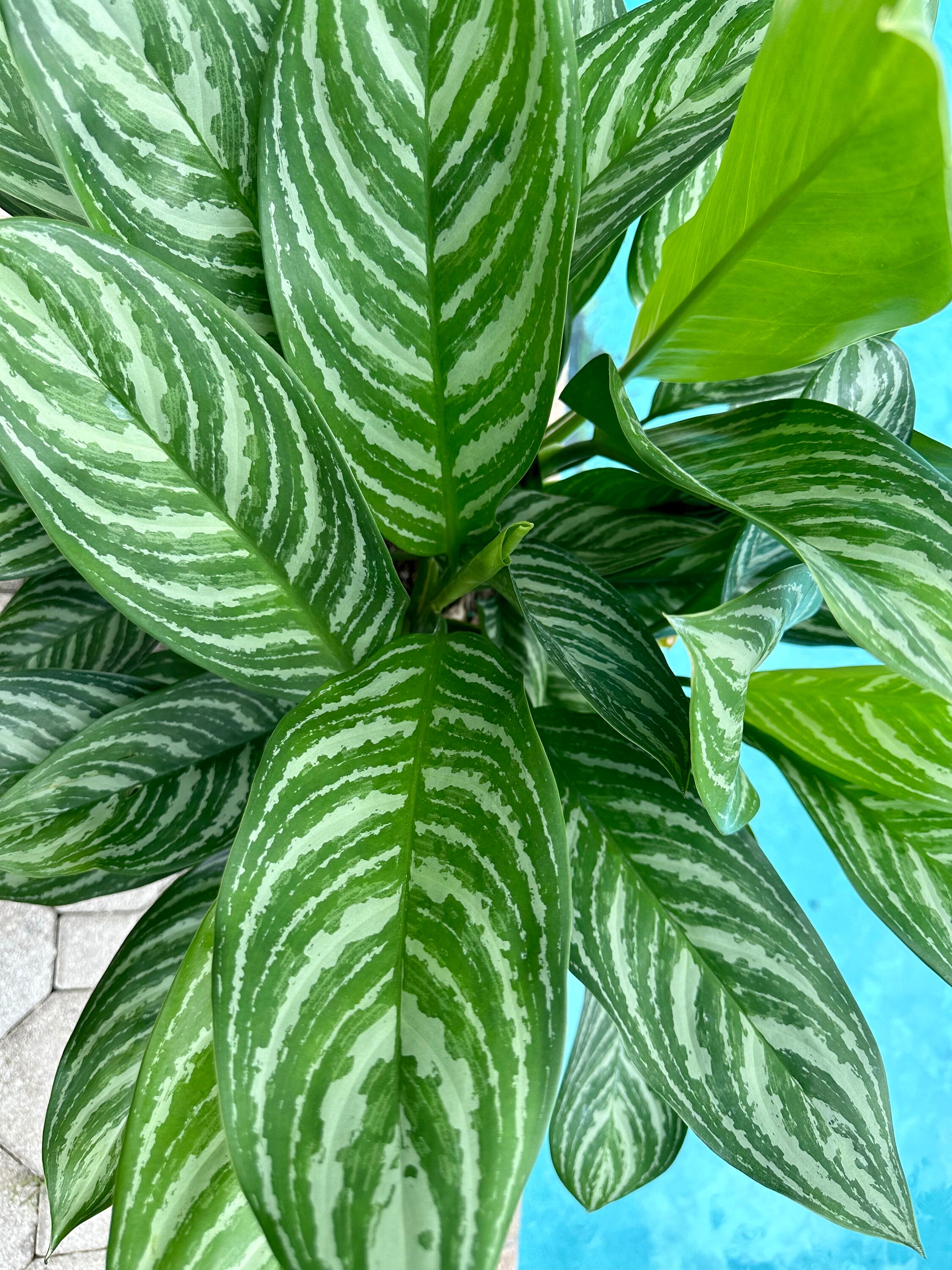 Aglaonema Stripes, 10” Pot - Etsy