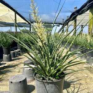 May include: A green and white snake plant with a tall yellow flower stalk in a black plastic pot. The plant is growing in a greenhouse setting.